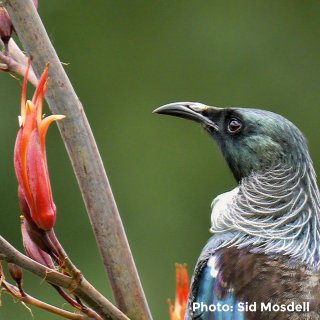 Tui - Sid Mosdell - Flickr image library