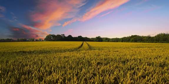 Reaping the benefits from studying the natural capital of crops