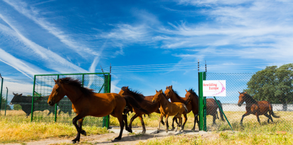 Rewilding a Million Hectares of Land One Loan at a Time